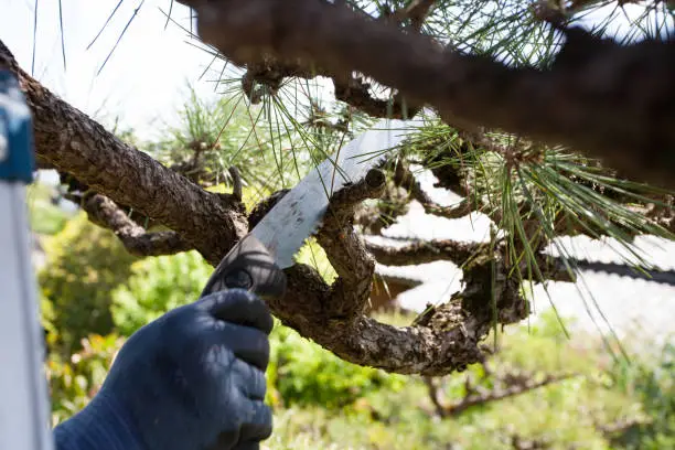 young japanese gardener pruning pine tree